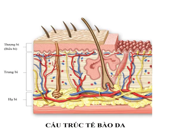 cau-tao-cua-da-hon-hop